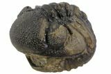 Bumpy Enrolled Morocops (Phacops) Trilobite #86431-2